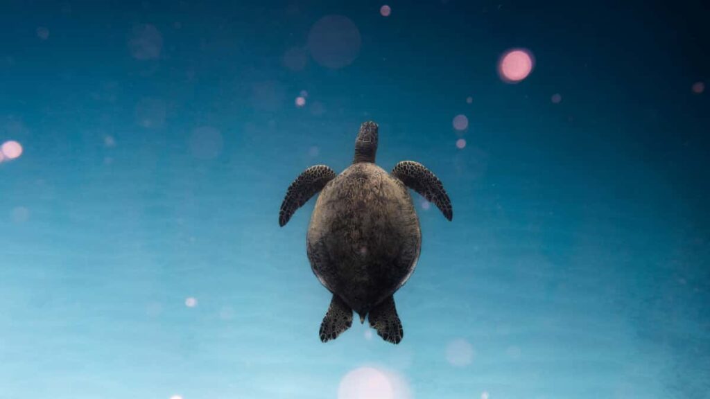 Huong dan thuc te cho advertiser VN: cach xac inh, tiep can va chay chien dich voi creator Chingari o Ba Lan e trinh dien xu huong thoi trang theo mua.