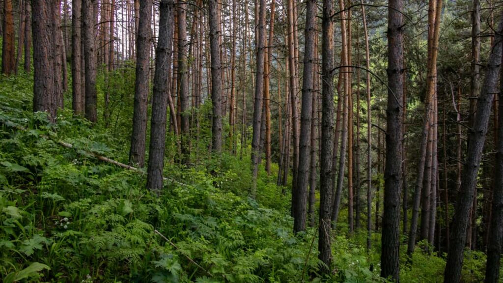 Huong dan thuc te e thuong hieu Viet tim, vet va trien khai creator Snapchat o Qatar cho limited edition drops chien luoc local, KPI va kenh lien he.