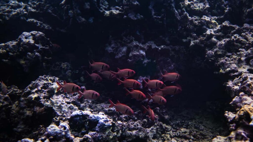 Huong dan thuc te cho creator o Viet Nam muon livestream game co tai tro voi nhan hang Lebanon tren YouTube: nghien cuu thi truong, buoc tiep can, mau pitch, luu y van hoa va kenh lien he.