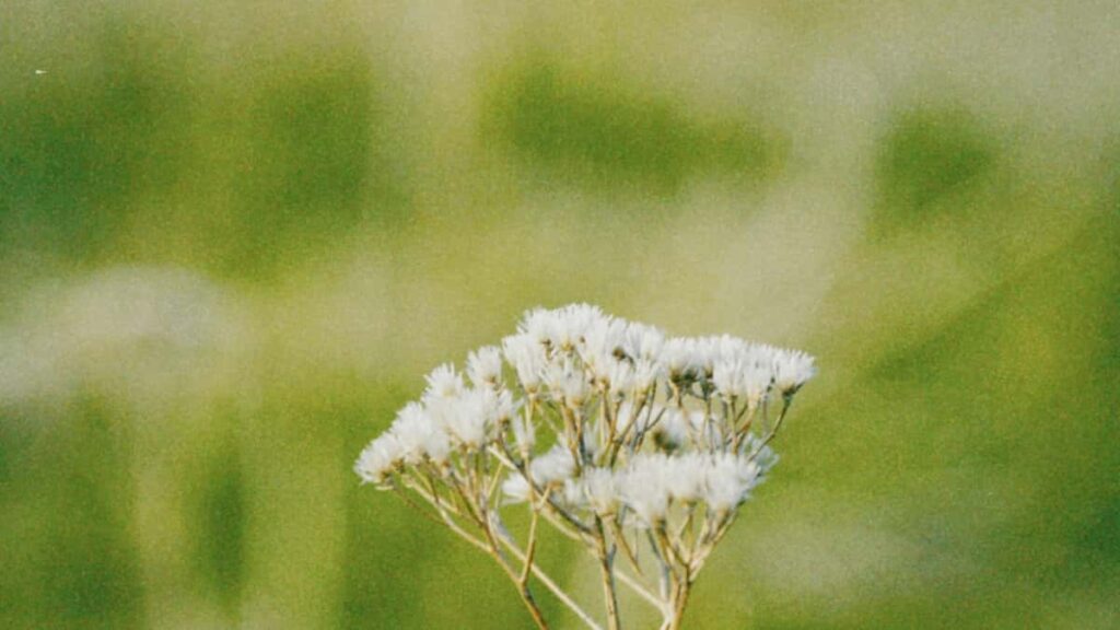 Huong dan thuc te cho creator Viet muon tiep can thuong hieu Peru tren Chingari e lam series huong dan nang suat cach tim, pitch, am phan va o luong hieu qua.