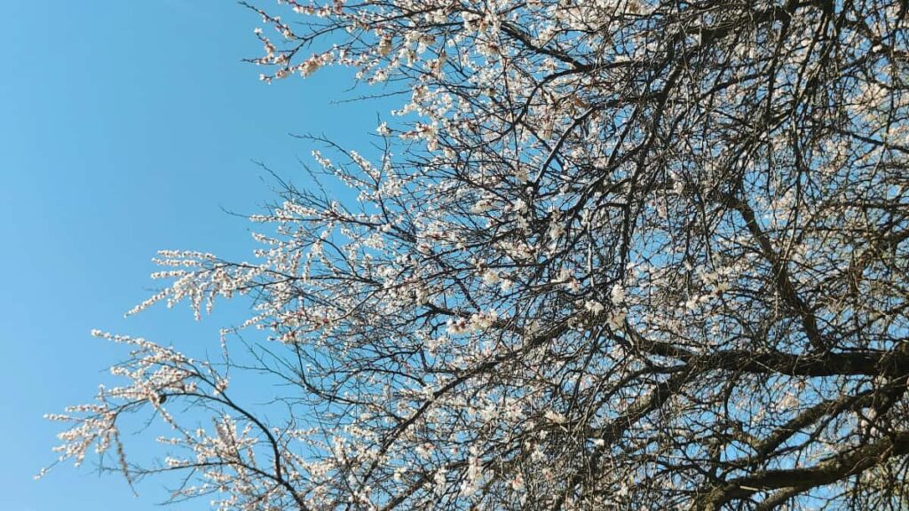 Huong dan thuc te cho creator Viet muon tiep can va thuyet phuc thuong hieu Tunisia tren Twitter (X) e uoc gui sample hoac review thiet bi tap kem mau DM, chien luoc noi dung va meo theo doi.