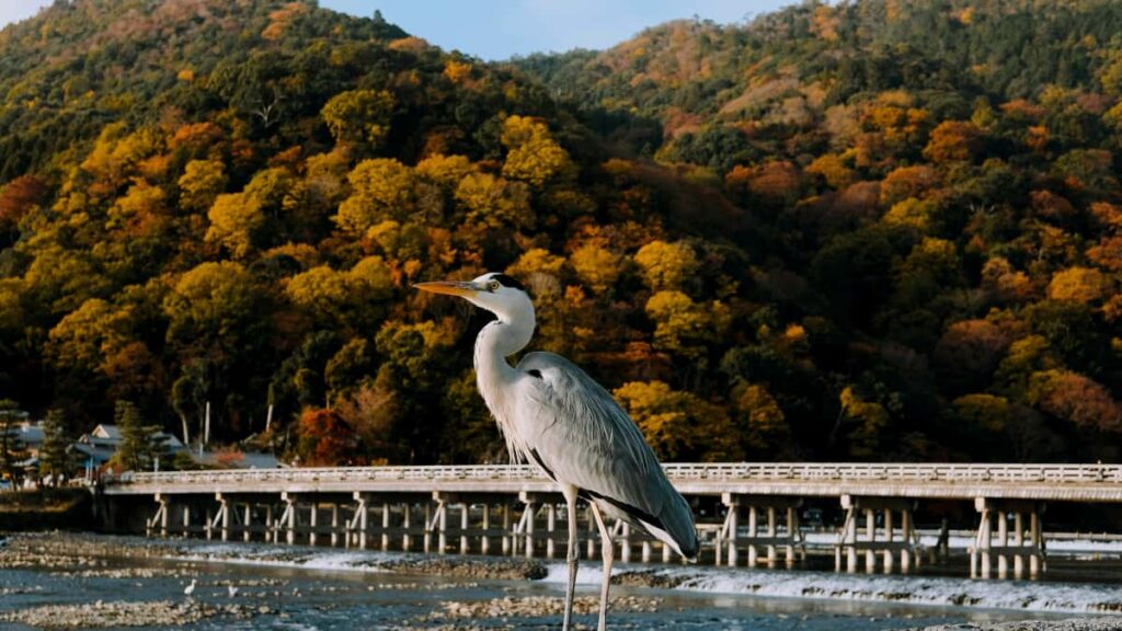 Huong dan thuc chien cho creator Viet: cach tim, lien he va chot hop tac voi thuong hieu Bosnia & Herzegovina tren Etsy e san xuat video GRWM chat luong.