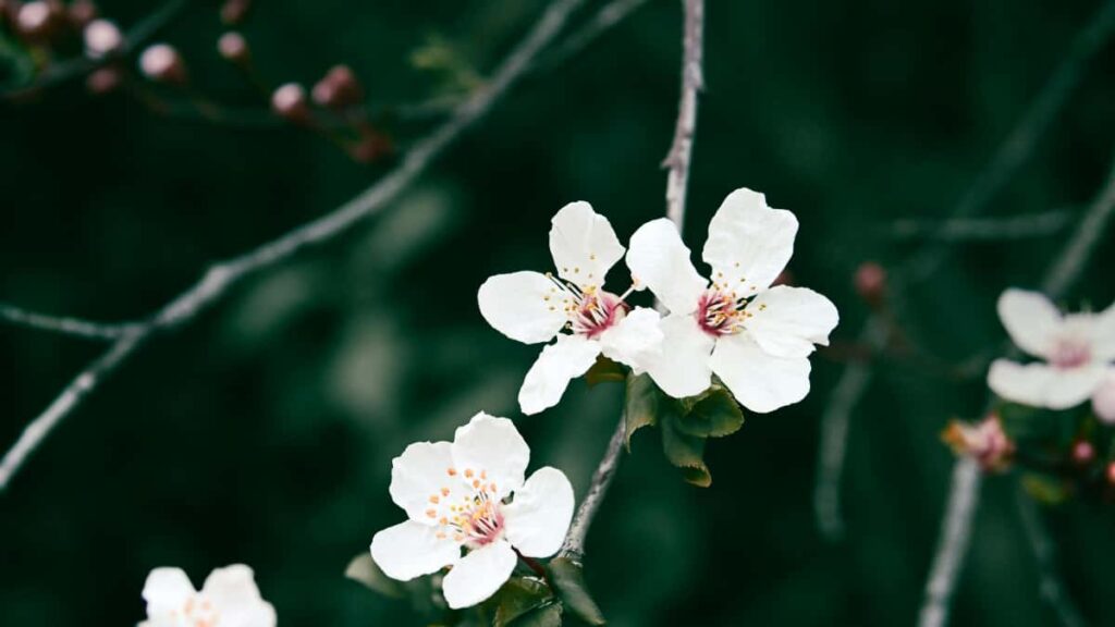 Huong dan thuc te cho creators Viet: cach tim, tiep can va thuyet phuc brand Brazil tren LinkedIn e chia ma giam gia thoi han ngan chien thuat, mau inbox va rui ro.