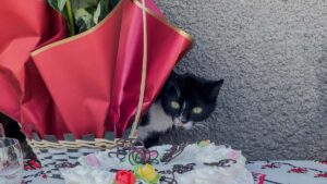 Huong dan thuc chien cho advertiser VN muon tim creator Shopee tai Peru e kich awareness cho ra mat my pham: kenh, chien thuat tuyen, KPI mau va luu y phap ly/o tin cay.